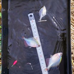 奈良の大型バラタナゴ