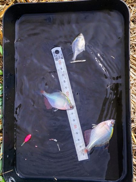 奈良の大型バラタナゴ