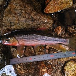 短時間チャビング