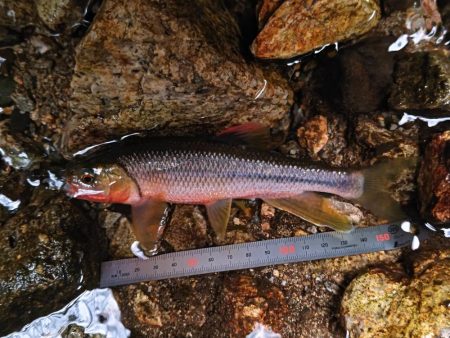 短時間チャビング