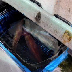 激渋イカメタル