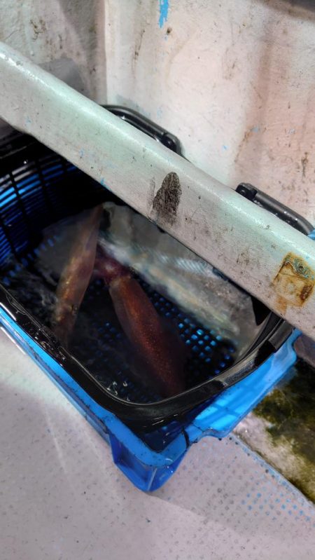 激渋イカメタル