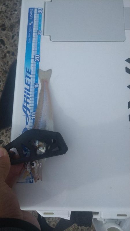 久々の愛知県での釣りは