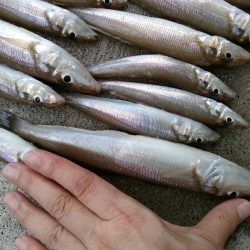 荒川屋からキス釣り