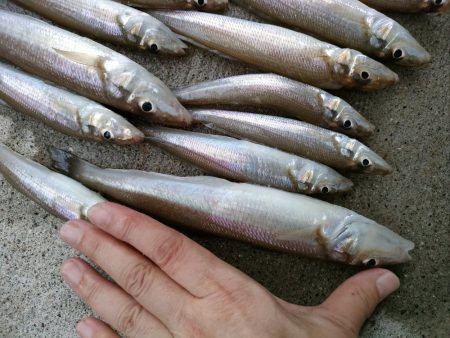 荒川屋からキス釣り