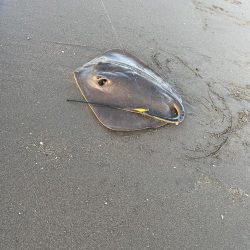 三重サーフでまさかのタチウオ!?