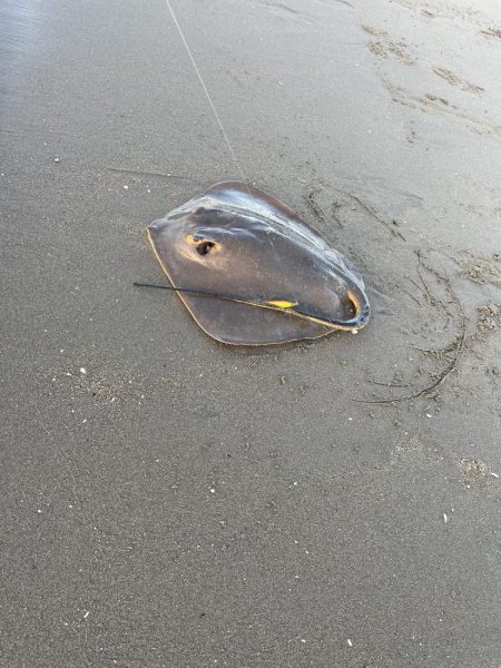 三重サーフでまさかのタチウオ!?