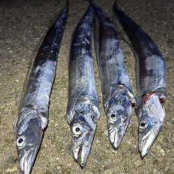 ★★大阪湾タチウオ開幕★★