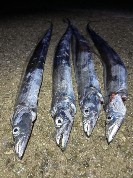 ★★大阪湾タチウオ開幕★★