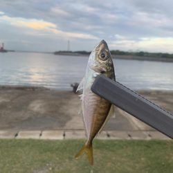 【過酷】エサなしサビキ