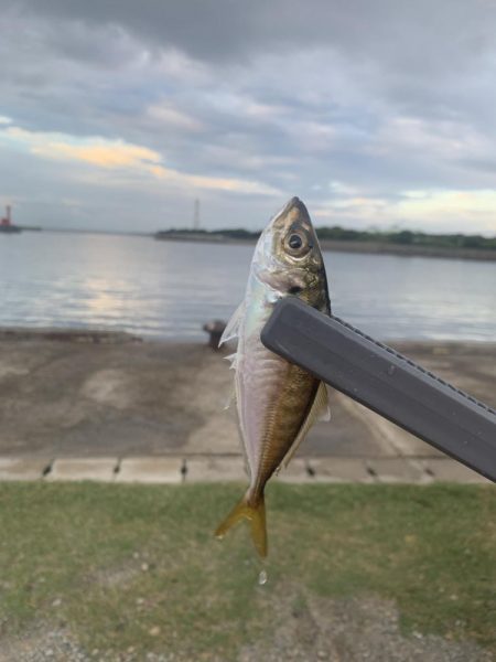 【過酷】エサなしサビキ
