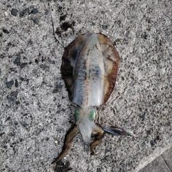 新子アオリ狩り@鹿児島