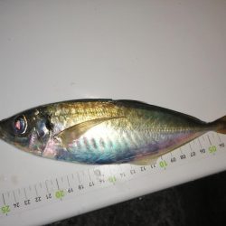 まだまだ釣れます