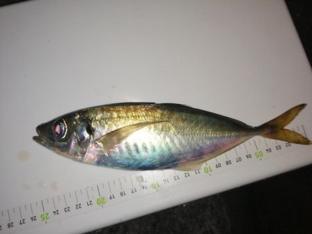 まだまだ釣れます