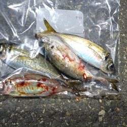 2024/08/15 ライトゲーム釣行