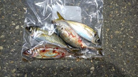 2024/08/15 ライトゲーム釣行