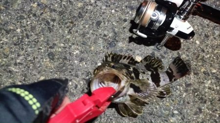 2024/08/16 大阪ライトゲーム釣行