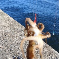 播磨新島釣行25