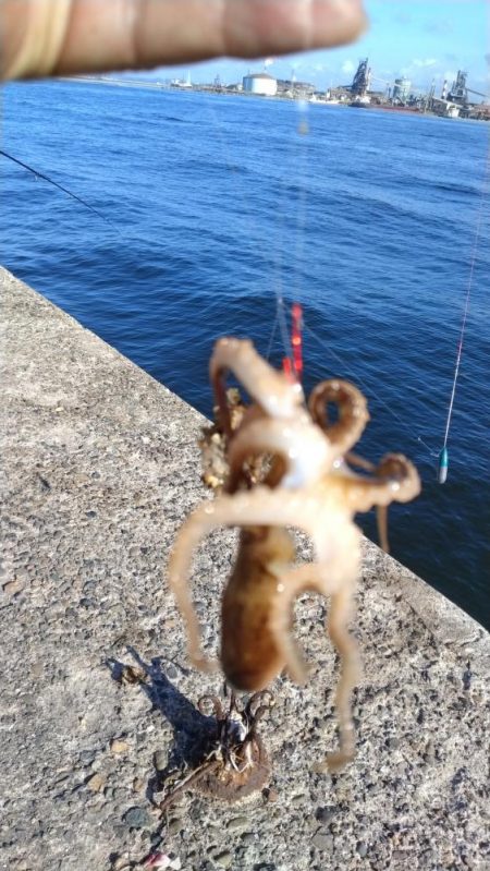 播磨新島釣行25