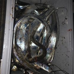 キス釣りからの太刀魚調査