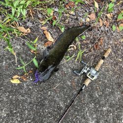 デイ見えナマズ56cm