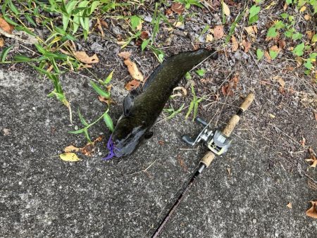 デイ見えナマズ56cm