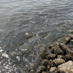 この時期にしては良型が多く、今後さらに期待できそう