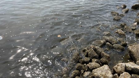 この時期にしては良型が多く、今後さらに期待できそう