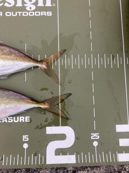 ⭐︎まだまだイケそう