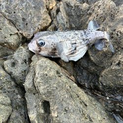 久しぶりのフカセ