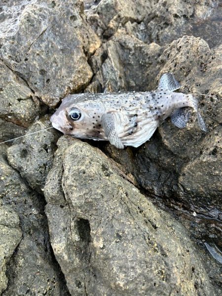 久しぶりのフカセ