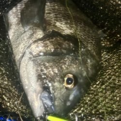 連日のヌーチ調査とフック試し