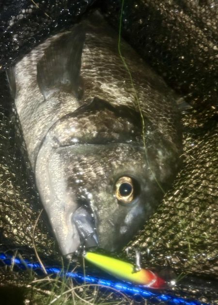 連日のヌーチ調査とフック試し