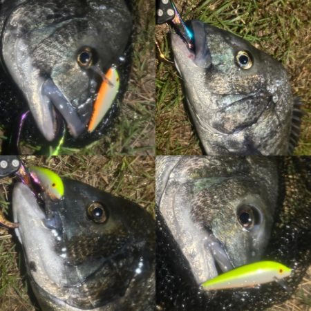 月を見ながらお散歩チニング