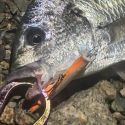 地蔵盆の港湾チヌ釣り