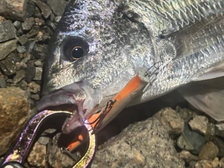 地蔵盆の港湾チヌ釣り