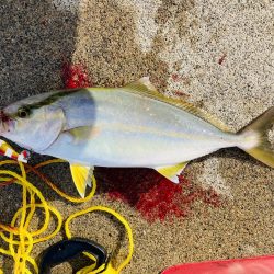 ライトショアジギング