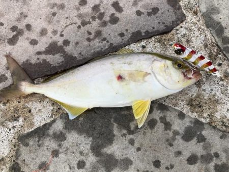 ライトショアジギング