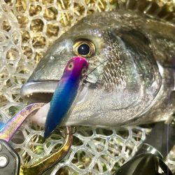 稚魚に沸くチヌ!23キャッチ!