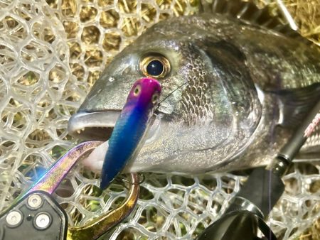 稚魚に沸くチヌ！23キャッチ！