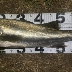 台風直前の浮きハゼ祭り