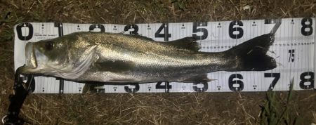 台風直前の浮きハゼ祭り