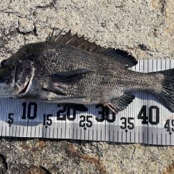 イチノ兄弟、釣果！