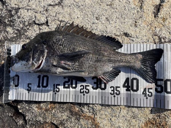 イチノ兄弟、釣果！