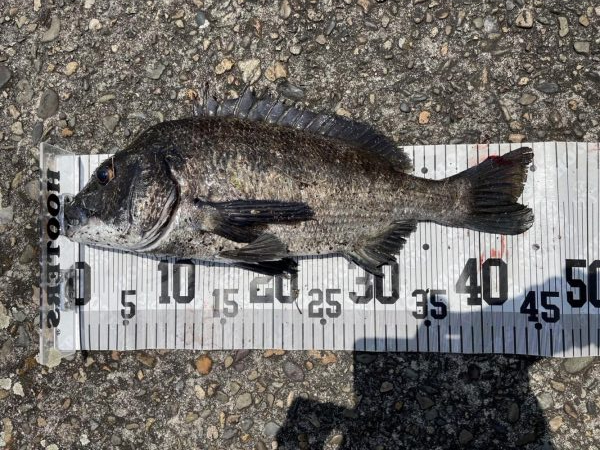 イチノ兄弟、釣果！