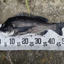 イチノ兄弟、釣果!