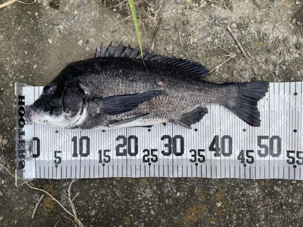 イチノ兄弟、釣果!