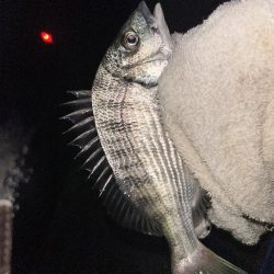 自粛明けサナギフカセ