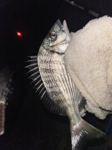 自粛明けサナギフカセ