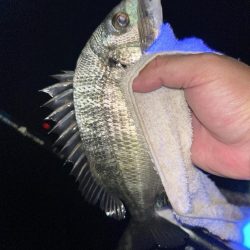 今日は青流してチヌ!